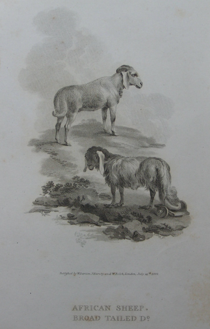Print - African Sheep. Broad Tailed Do. - Tookey